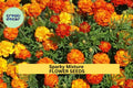 3pcs of 500mg Sparky Mixture Marigold Seeds – Red, Gold & Orange Ruffled Blooms, Tagetes patula, Pollinator & Pest-Repellent Annual Seeds