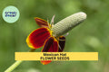 3pcs Mexican Hat Seeds – Vibrant Red-Yellow Wildflowers for Pollinator Gardens, Meadow, Prairie Planting – Ratibida columnifera