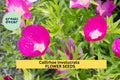 Callirhoe involucrata Seeds – Purple Poppy Mallow Ground Cover with Magenta Blooms for Pollinator Gardens & Rock Gardens