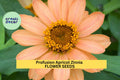 Profusion Apricot Zinnia Seeds – 100+ Non-Stop Blooming Compact Annual with Apricot-Orange Flowers – Zinnia elegans × Zinnia angustifolia