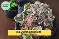 25+ Ice Queen Geranium Seeds – Frosty White Blooms, Easy to Grow Pelargonium Flowering Plant for Gardens & Containers