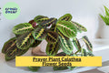 25+ Prayer Calathea Seeds | Tropical Houseplant with Unique Foliage | Calathea spp. for Indoor & Shaded Gardens