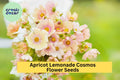 Apricot Lemonade Cosmos Seeds - 200+ Cosmos bipinnatus Annual Flower for Gardens, Borders & Pollinators