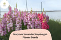 Antirrhinum majus Maryland Lavender Snapdragon Seeds – 1000+ Lavender Double-Petaled Blooms for Garden & Cut Flowers