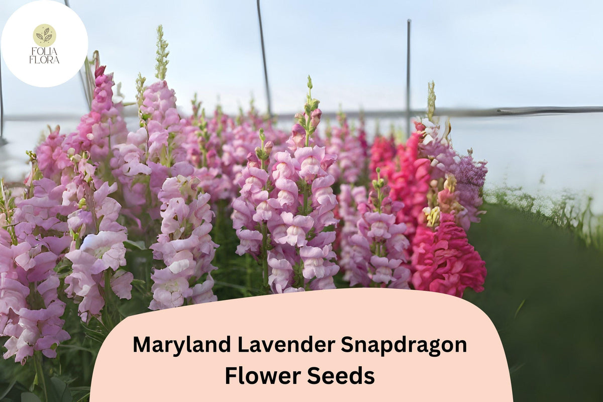 Antirrhinum majus Maryland Lavender Snapdragon Seeds – 1000+ Lavender Double-Petaled Blooms for Garden & Cut Flowers