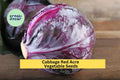 Red Acre Cabbage Seeds 3 Pack – Heirloom Compact Brassica oleracea for Garden Beds & Containers, Purple-Red Heads, Crisp Flavor