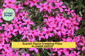 Scarlet Flame Creeping Phlox Seeds – Perennial Groundcover with Scarlet-Pink Blooms – Phlox subulata for Borders, Slopes & Rock Gardens