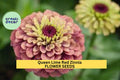 Queen Lime Red Zinnia Seeds – 100+, Zinnia elegans, Lime Green & Rose Red Blooms, Cut Flower & Pollinator Garden Seeds