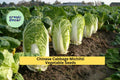 3pcs 500mg Michihli Chinese Cabbage Seeds – Brassica rapa Pekinensis Upright Heading for Garden, Containers, Raised Beds