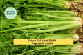 3pcs Tall Utah Celery Seeds – Heirloom Apium graveolens var. dulce for Garden Beds, Containers, Raised Rows