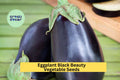 Black Beauty Eggplant Seeds – Heirloom Variety, 3 Pack, Large Glossy Purple Fruits, Solanum melongena, for Summer Vegetable Gardens