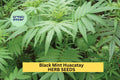 Black Mint Huacatay Seeds – 100mg, Aromatic Peruvian Herb, Tagetes minuta for Culinary, Herb Gardens, Garden Beds