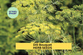 3pcs Dill Bouquet Seeds – Anethum graveolens Aromatic Herb for Pickling, Cooking & Garden Growing