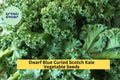 Dwarf Blue Curled Scotch Kale Seeds 3 Pack – Cold Hardy Blue-Green Leafy Greens for Cooking, Juicing & Garden Planting Brassica oleracea