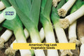 3pcs American Flag Leek Seeds – Mild Onion Flavor, Tall White Stalks, Allium ampeloprasum, Heirloom Vegetable for Soups & Salads