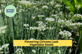 3pcs Garlic Chive Seeds – Edible Flowering Chinese Leek Allium tuberosum for Cooking & Herb Gardens