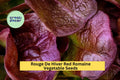 3pcs of Rouge De Hiver Red Romaine Lettuce Seeds – Heirloom, Cold Hardy, Gourmet Salad Greens, Lactuca sativa