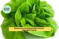 3pcs of 1g Buttercrunch Butterhead Lettuce Seeds – Heirloom, Bolt-Resistant, Tender Green Lettuce for Gardens, Pots, and Raised Beds
