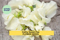 Cathy Sweet Pea Seeds – Pure White Blooms, Climbing Vine for Trellises, Weddings & Borders – Lathyrus odoratus, 50+ Seeds