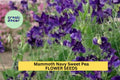 Mammoth Navy Sweet Pea Seeds – Deep Blue Climbing Vine for Trellises, Arches & Bouquets – Lathyrus odoratus, 50+ Seeds