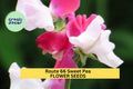 Route 66 Sweet Pea Seeds – Bright Cherry-Red Blooms Climbing Vine for Trellises, Borders & Bouquets – Lathyrus odoratus, 50+ Seeds