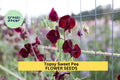 Topsy Sweet Pea Seeds – Crimson Red Blooms – Climbing Vine for Trellises, Cottage Gardens & Cut Flowers – Lathyrus odoratus