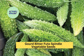 Bitter Melon Futo Spindle Seeds – 3 Packs of 5 Bright Green, Bumpy Gourds for Trellis Gardening & Asian Cooking – Momordica charantia