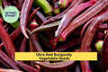Red Burgundy Okra Seeds – 3 Pack, Heirloom, Abelmoschus esculentus, Colorful Red Pods, Tender Texture, Perfect for Garden Beds & Cooking