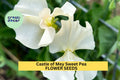 Castle of Mey Sweet Pea Seeds – Soft Pink Climbing Vine for Bouquets & Gardens – Lathyrus odoratus, 50+ Seeds