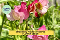 Strawberry Fields Sweet Pea Seeds – Crimson Red Climbing Vines for Bouquets & Gardens – Lathyrus odoratus, 50+ Seeds