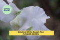 Solstice White Sweet Pea Seeds – Climbing Vine with Pure White Blooms – Lathyrus odoratus – Early-Blooming Annual for Gardens & Bouquets