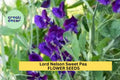 Albutt Blue Sweet Pea Seeds – 50+ White & Lavender Bi-Color Climbing Vine for Bouquets & Gardens – Lathyrus odoratus
