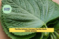 3pcs Korean Perilla Shiso Seeds – Fragrant Culinary Herb for Korean Recipes, Garden & Containers – Perilla frutescens