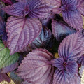 Red Shiso Seeds 3 Pack 500mg Perilla frutescens var. crispa Purple Culinary Herb for Pickling, Garnishes, Japanese Garden