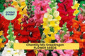 Chantilly Mix Snapdragon Seeds – Butterfly Blooms, Pastel Colors, Antirrhinum majus, for Cut Flowers & Pollinator Gardens