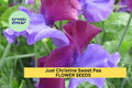 Just Christine Sweet Pea Seeds – Blush Pink Climbing Flower Vine for Bouquets & Cottage Gardens – Lathyrus odoratus, 50+ Seeds