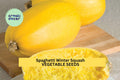 3pcs Vegetable Spaghetti Squash Seeds – Cucurbita pepo Low Carb Pasta Alternative, Easy to Grow Nutritious Winter Squash Seeds