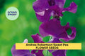 Andrea Robertson Sweet Pea Seeds – Rose Pink Climbing Flower Vine for Bouquets & Gardens – Lathyrus odoratus, 50+ Seeds
