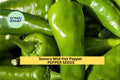 3pcs Sonora Mild Hot Pepper Seeds – Capsicum annuum, Green to Red, Early Maturing, for Roasting, Salsa, Gardening