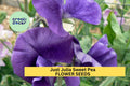 Just Julia Sweet Pea Seeds – Mid-Blue Climbing Flower Vine for Bouquets & Gardens – Lathyrus odoratus