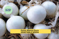 3pcs 250mg Onion Blanco Duro Seeds – White Onion Vegetable Seeds for Planting – Crisp, Firm Bulbs, Allium cepa, White Onion Seeds for Garden & Cooking
