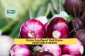3pcs Southport Red Globe Onion Seeds – Heirloom Deep Red Storage Onions – Allium cepa for Planting, Slicing & Cooking
