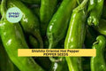 3pcs Shishito Oriental Hot Pepper Seeds – Mild, Flavorful Asian Chili – Capsicum annuum, Green to Red, Garden & Container Planting