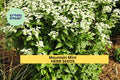3pcs Mountain Mint Herb Seeds – Aromatic Pollinator-Friendly Culinary & Tea Herb – Pycnanthemum spp.