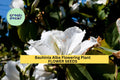 3pcs Bauhinia Alba Seeds – White Orchid Tree Tropical Flowering Tree for Garden, Landscape, and Butterfly Attraction