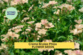 Crème Brûlée Phlox Seeds – 100+ Peach & Cream Blooms, Fragrant Perennial for Gardens, Borders & Pollinator Attracting, Phlox paniculata