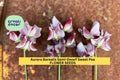 50+ Aurora Borealis Sweet Pea Seeds – Fragrant Mix, Semi-Dwarf Lathyrus odoratus for Borders & Containers