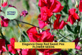 Sweet Pea Seeds 50+ Elegance Deep Red Fragrant Climbing Vines Lathyrus odoratus for Trellises and Gardens