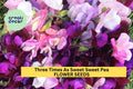 50+ Sweet Pea Seeds – Triple Bloom Fragrant Vines in Pink, Purple & White – Lathyrus odoratus for Trellises & Bouquets
