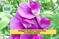 Sweet Pea Seeds 50+ Pink & White Fragrant Climbing Vines Lathyrus odoratus for Garden Trellises & Bouquets